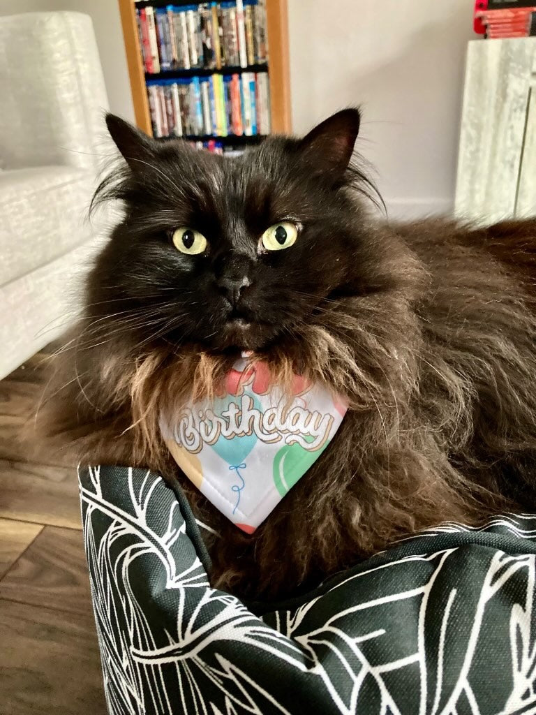 Bandana Happy Birthday pour chien et chat | Amis & Animaux